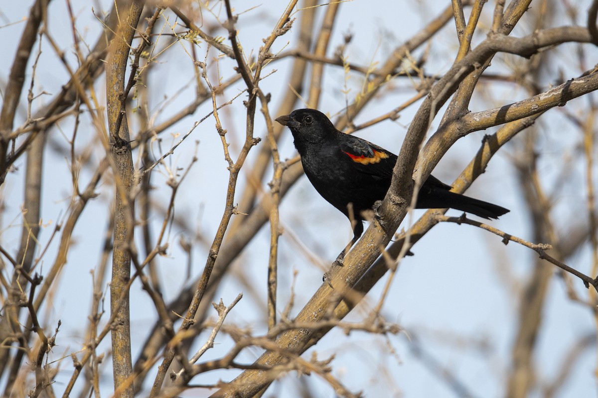 Red-winged Blackbird - Michael Stubblefield