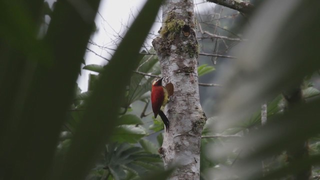 Crimson-mantled Woodpecker (Crimson-mantled) - ML279109891