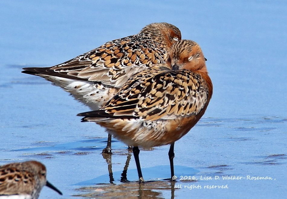 Red Knot - ML27911051