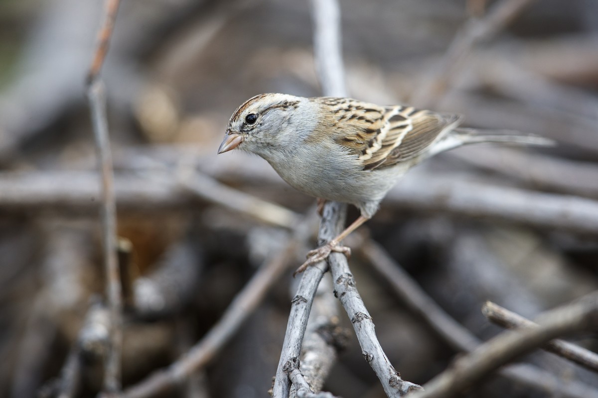 Chipping Sparrow - ML279110511