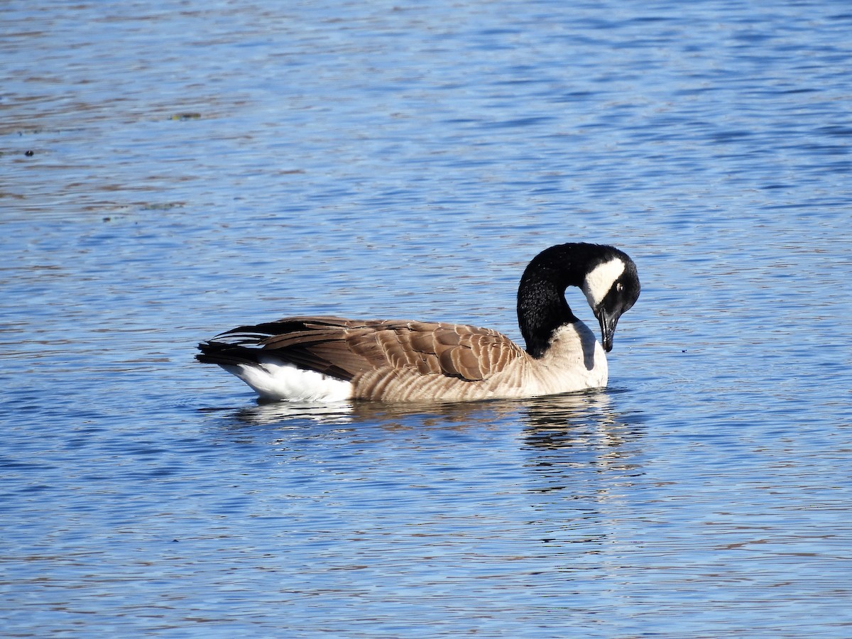 eBird Checklist - 10 Nov 2020 - Mill Pond Preserve, Wantagh - 36 species