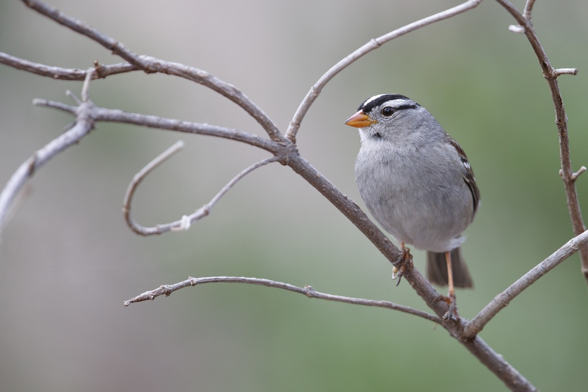 White-crowned Sparrow (Gambel's) - ML279110531