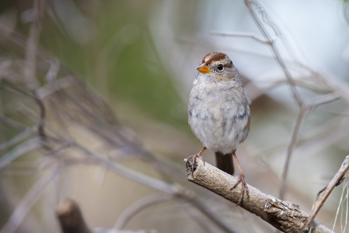White-crowned Sparrow (Gambel's) - ML279110541