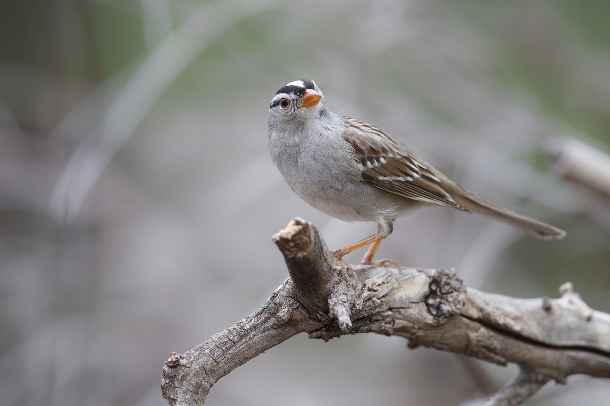 White-crowned Sparrow (Gambel's) - ML279110551