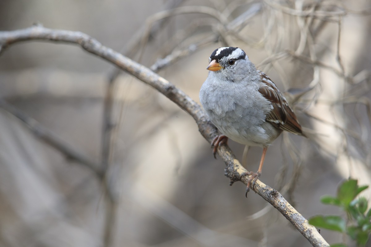 White-crowned Sparrow (Gambel's) - ML279110561