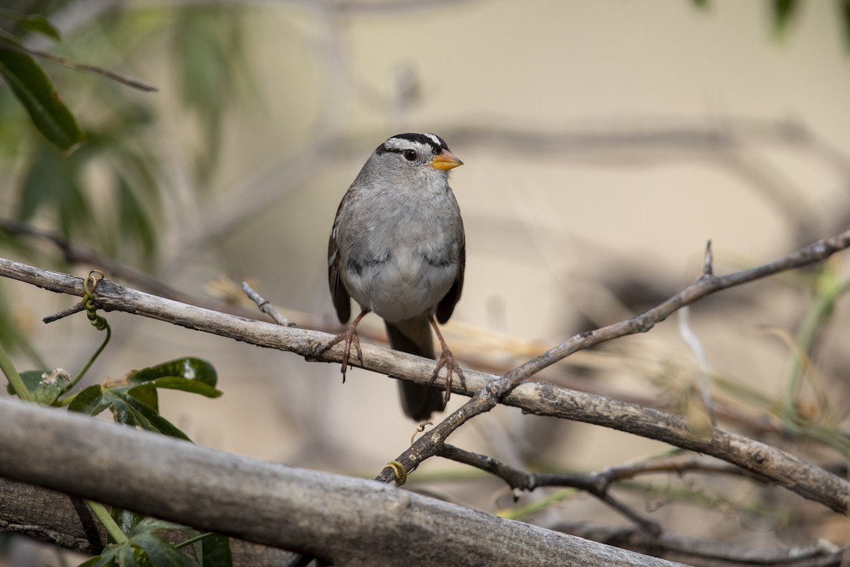 White-crowned Sparrow (Gambel's) - ML279110571