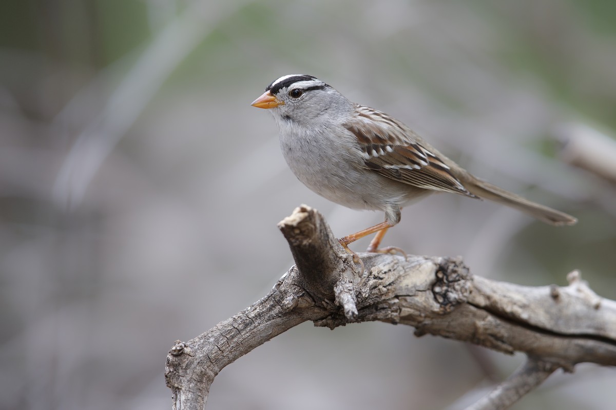 White-crowned Sparrow (Gambel's) - ML279110581