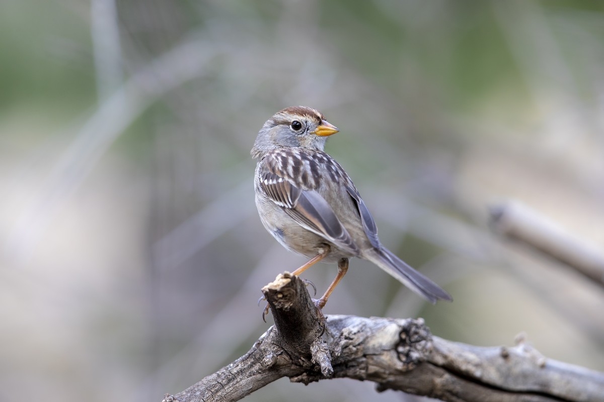 White-crowned Sparrow (Gambel's) - ML279110591