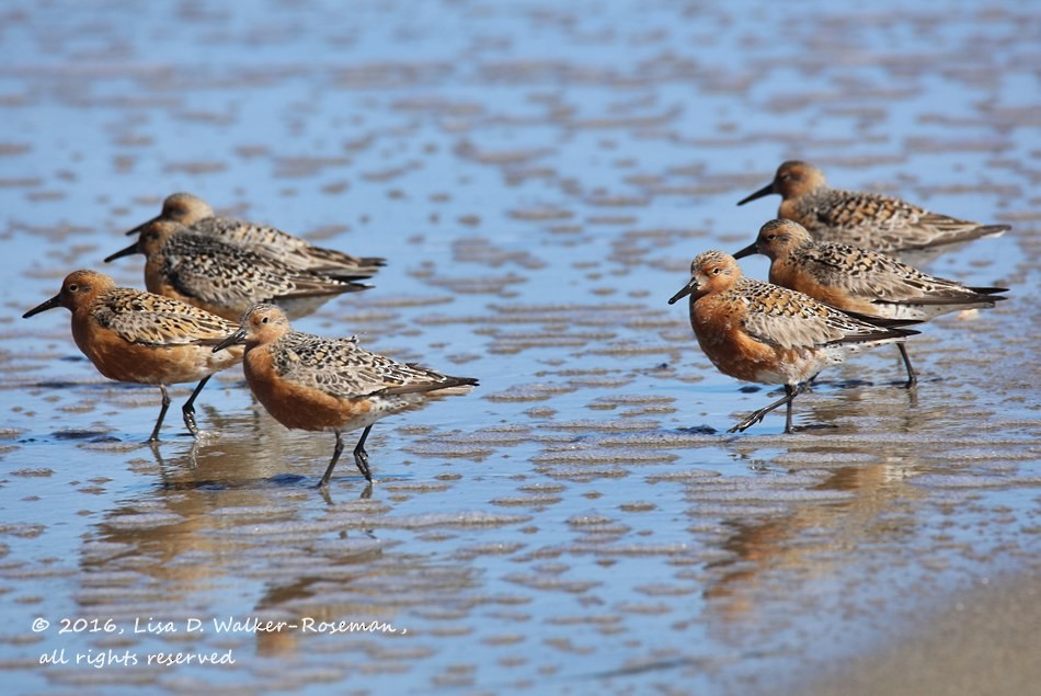 Red Knot - ML27911061