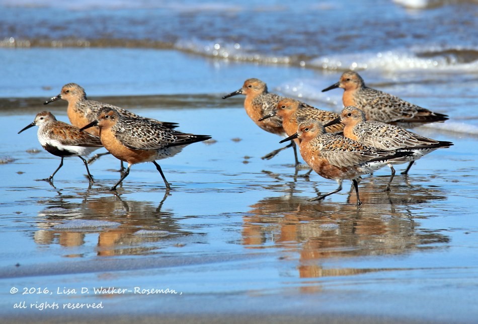 Red Knot - ML27911071