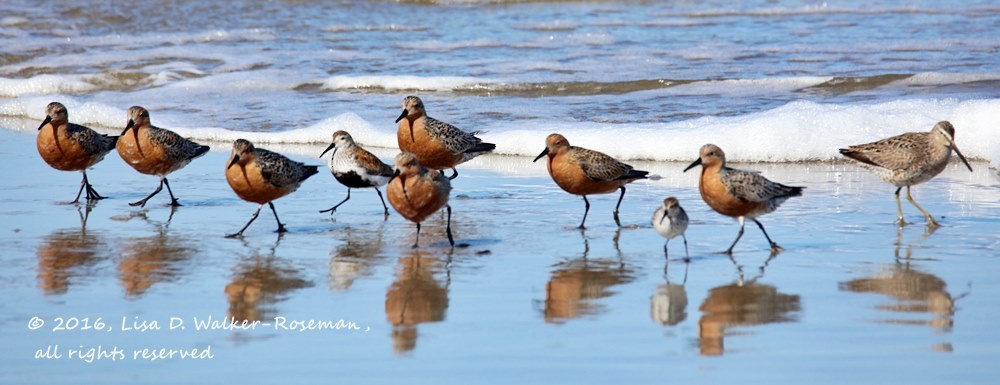 Red Knot - ML27911091