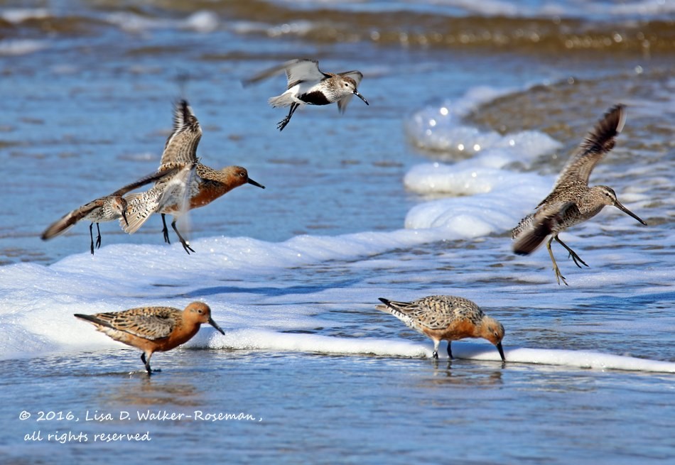 Red Knot - ML27911101