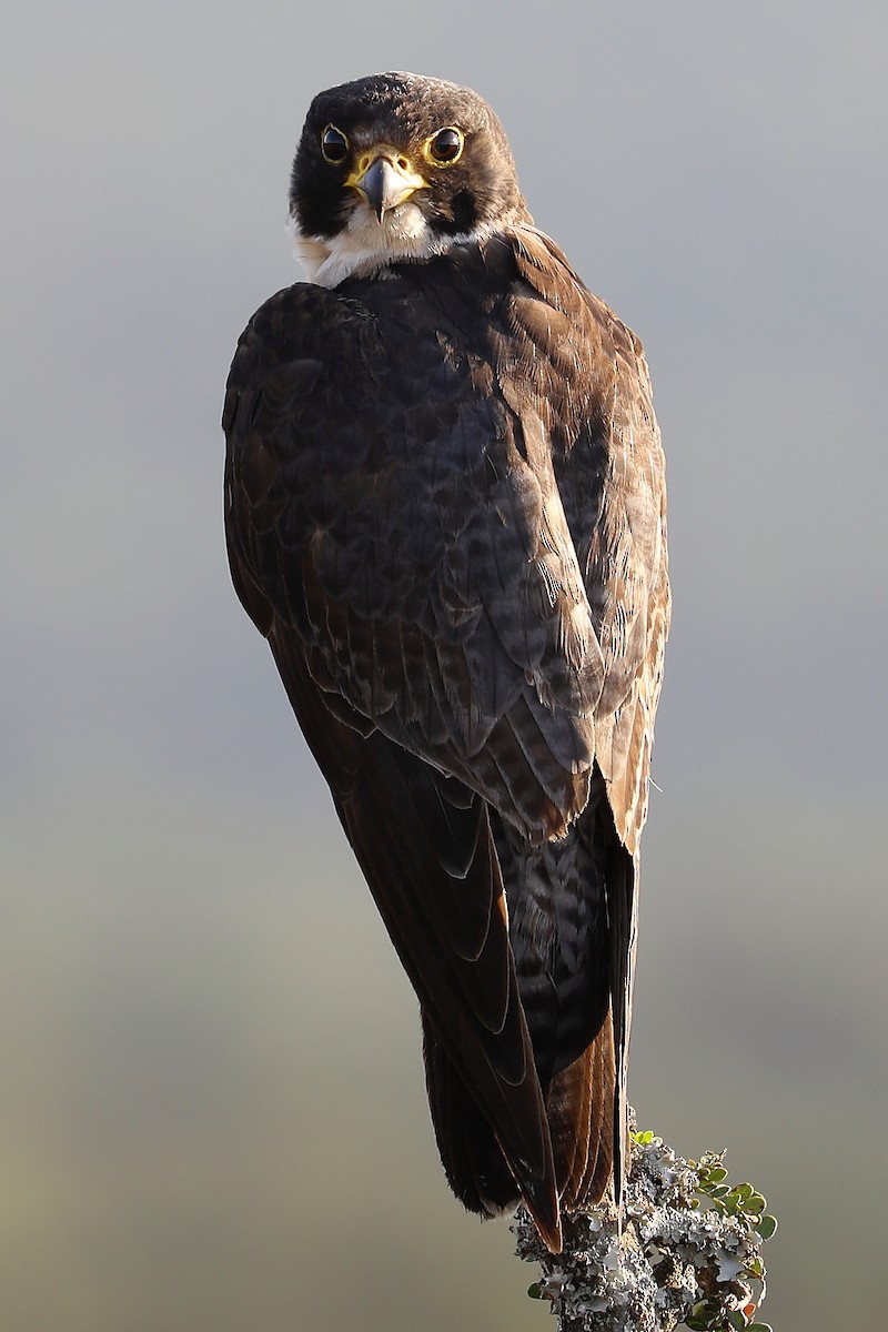 Peregrine Falcon (African) - Peter Kyne