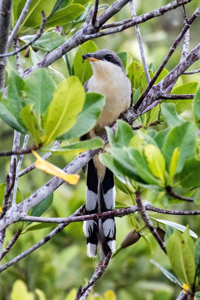 Mangrove Cuckoo - ML27911581