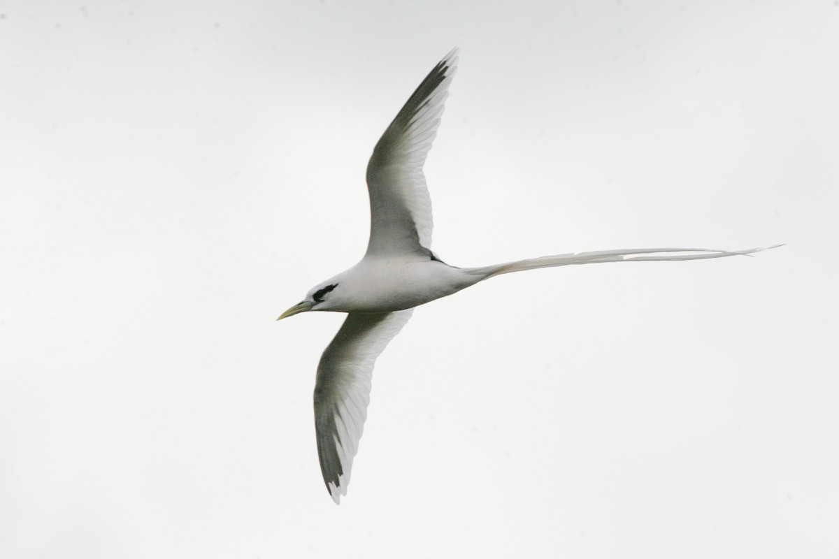 White-tailed Tropicbird (Indian Ocean) - ML279118051