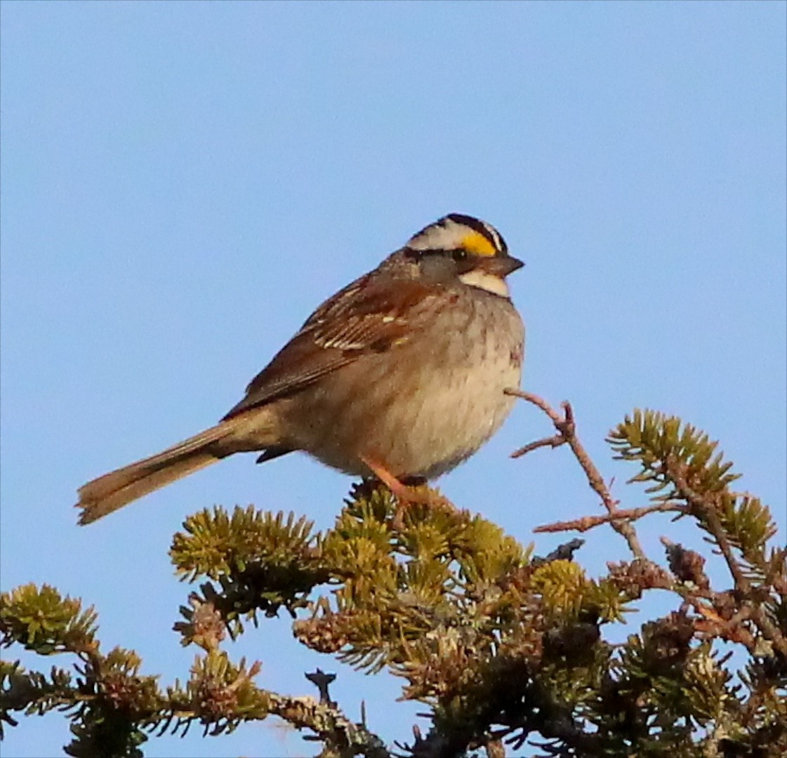 White-throated Sparrow - ML27911831