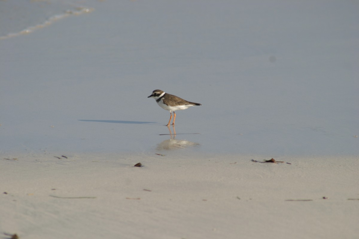 Common Ringed Plover - ML27912271