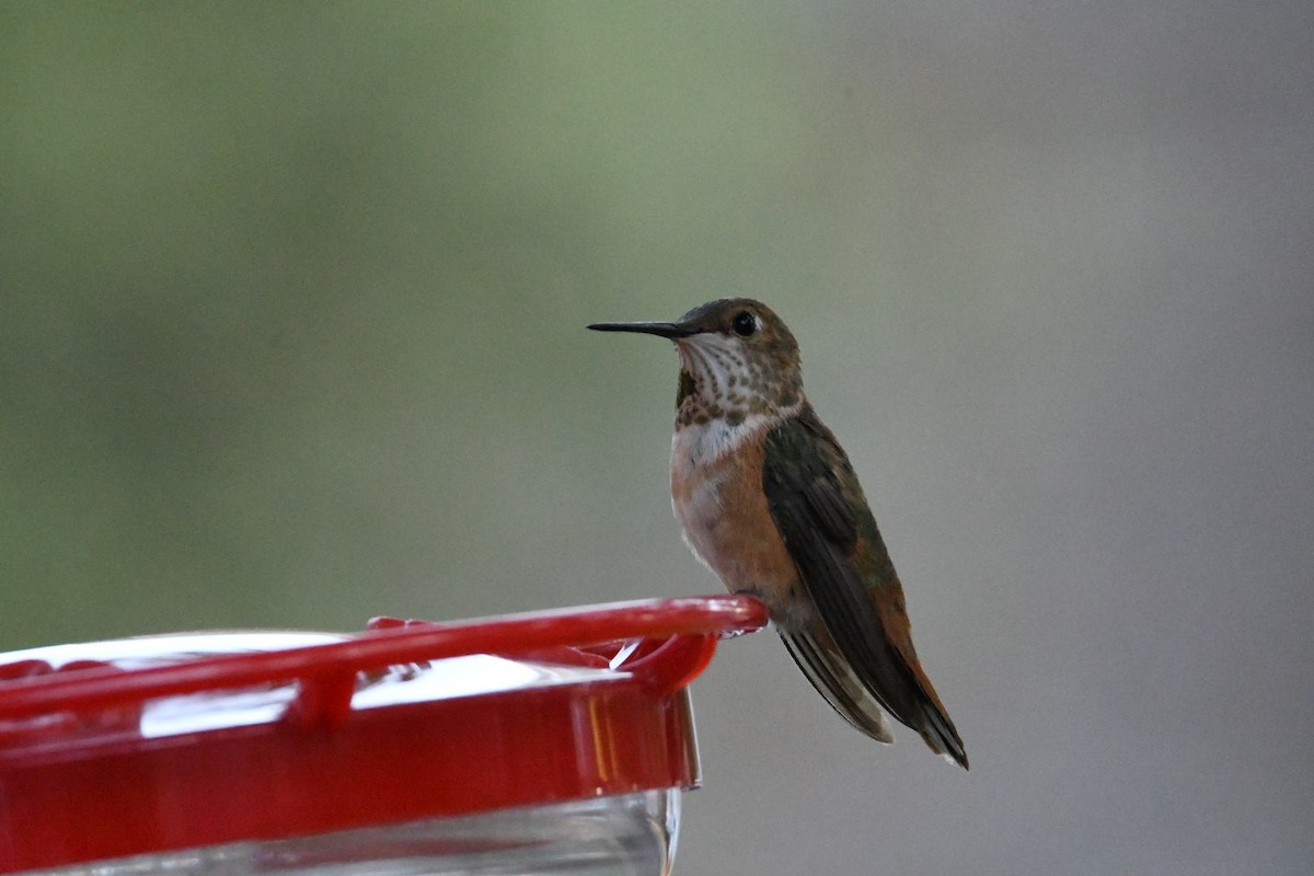 Rufous Hummingbird - ML279124421