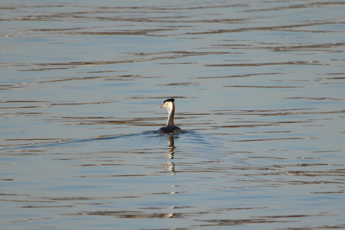 Great Crested Grebe - ML279129421