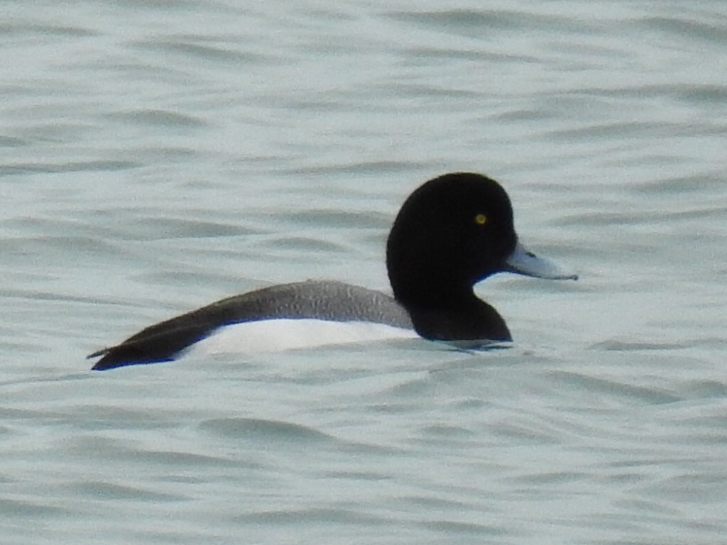 Greater Scaup - ML27913301
