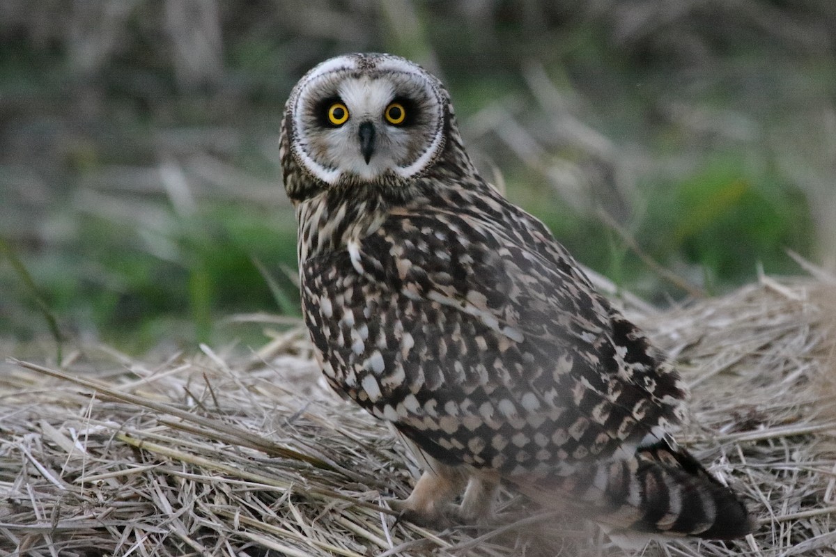 Short-eared Owl ML279136361