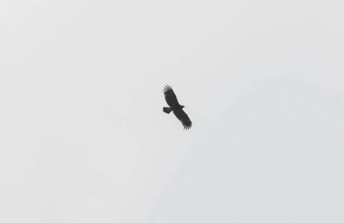 Greater Spotted Eagle - ML279136901
