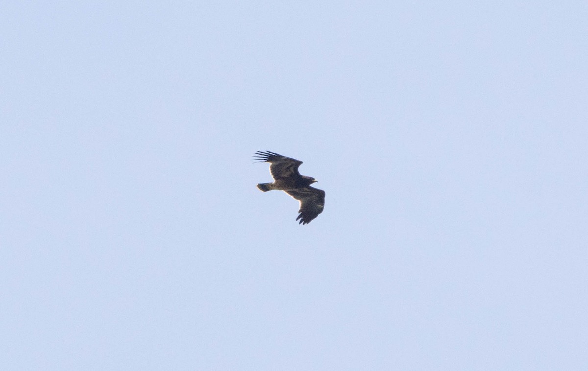 Greater Spotted Eagle - ML279136921