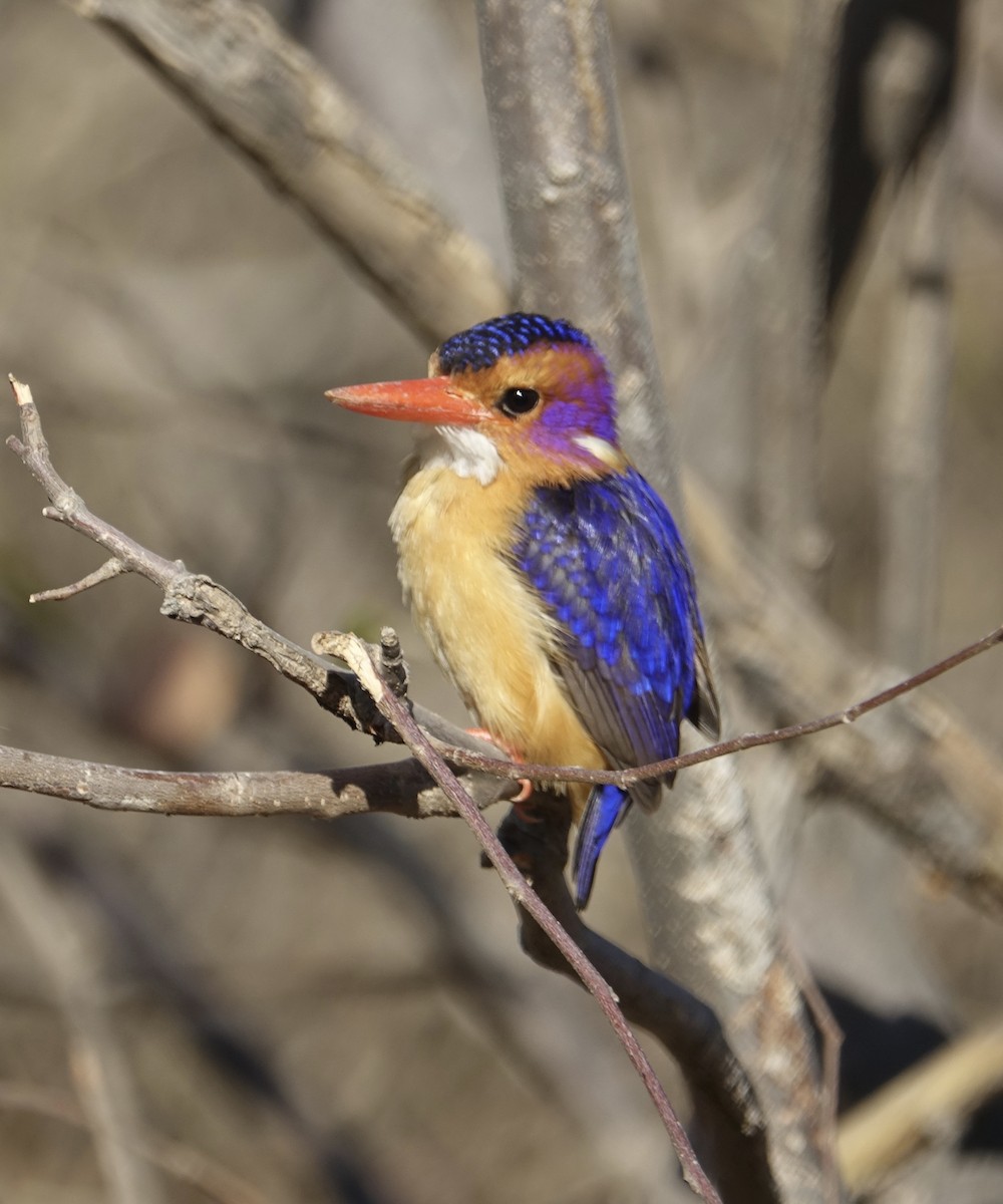 African Pygmy Kingfisher - Howie Nielsen