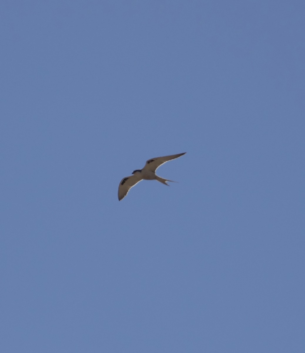 Scissor-tailed Kite - Howie Nielsen