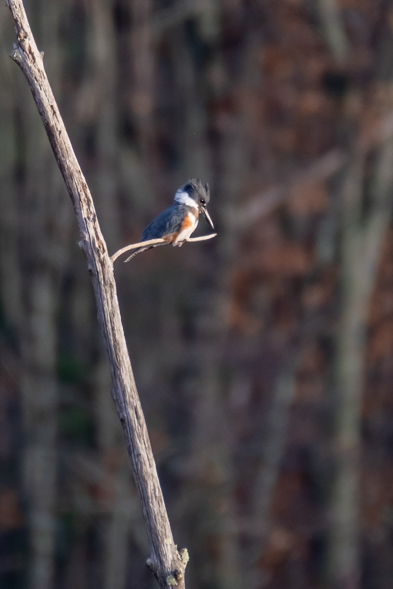 Belted Kingfisher - ML279146421