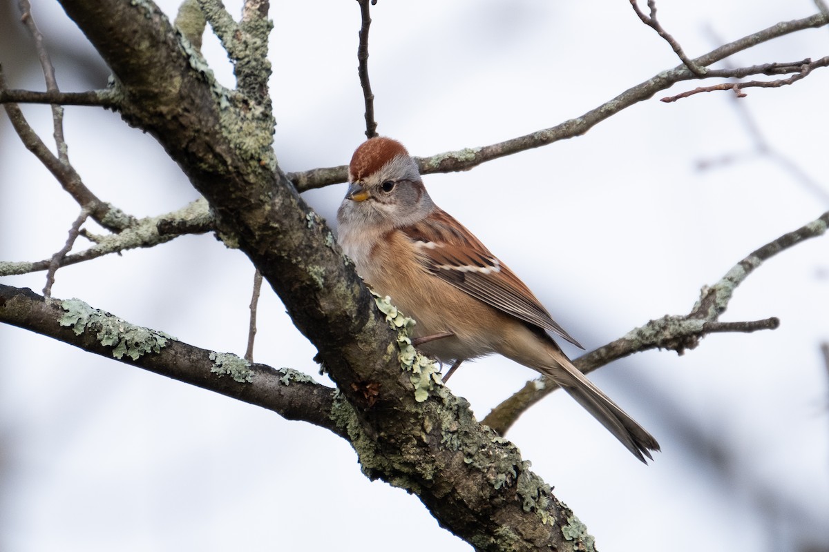 American Tree Sparrow - ML279146581