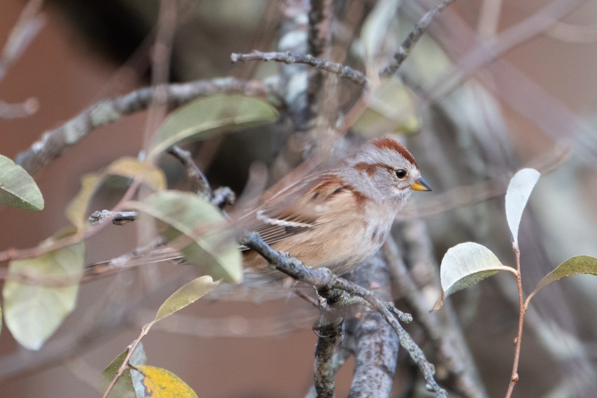 American Tree Sparrow - ML279146591