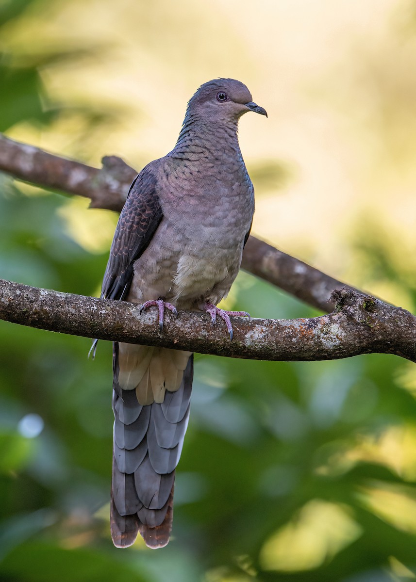Barred Cuckoo-Dove - ML279152821