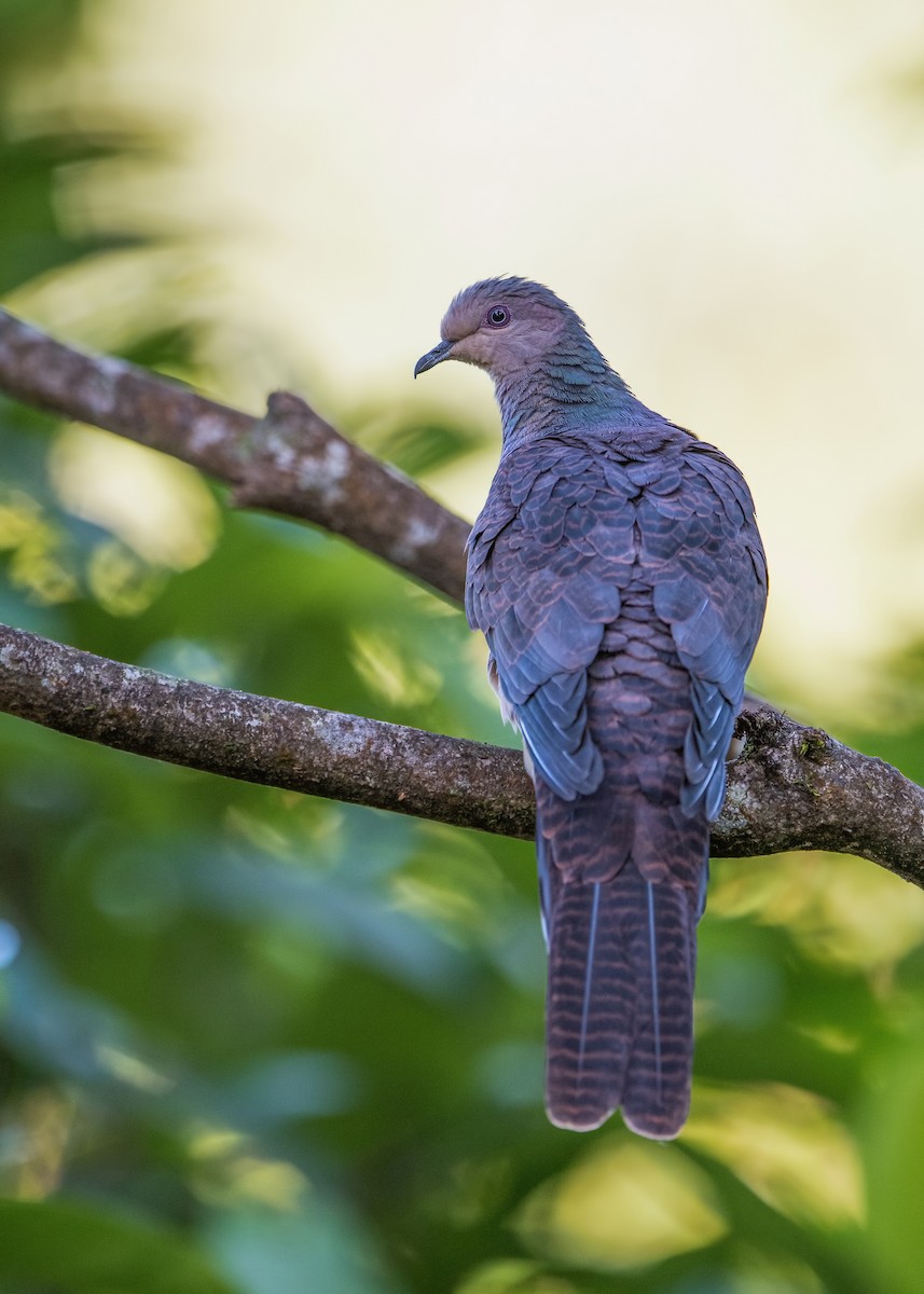 Barred Cuckoo-Dove - ML279152911