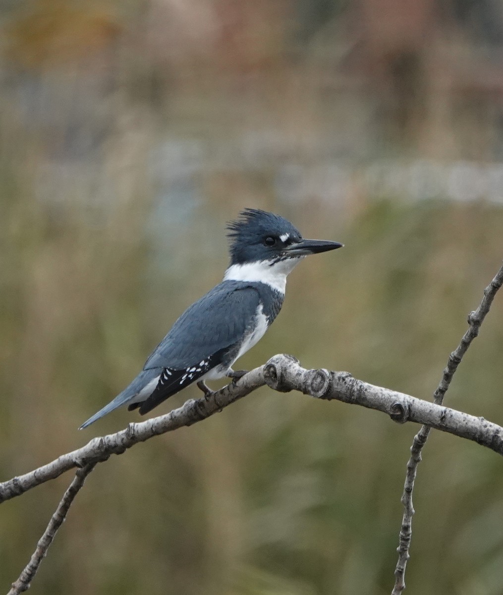 Belted Kingfisher - ML279158351