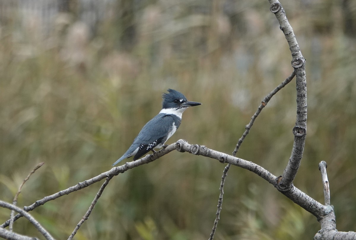 Belted Kingfisher - ML279158371
