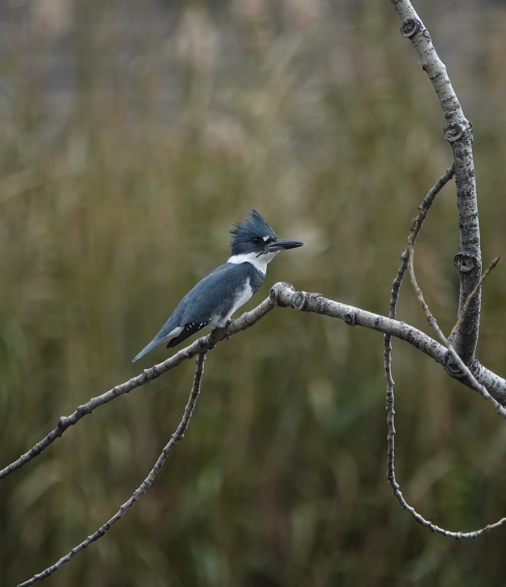 Belted Kingfisher - ML279158391