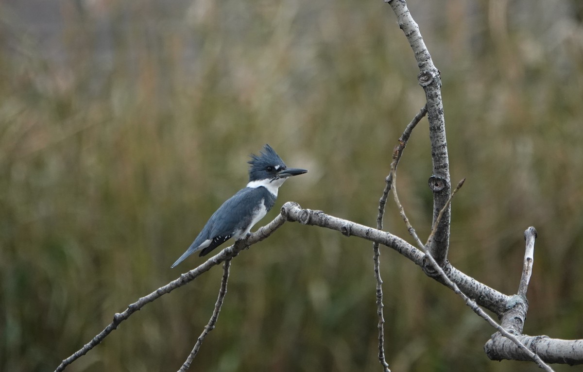 Belted Kingfisher - ML279158411