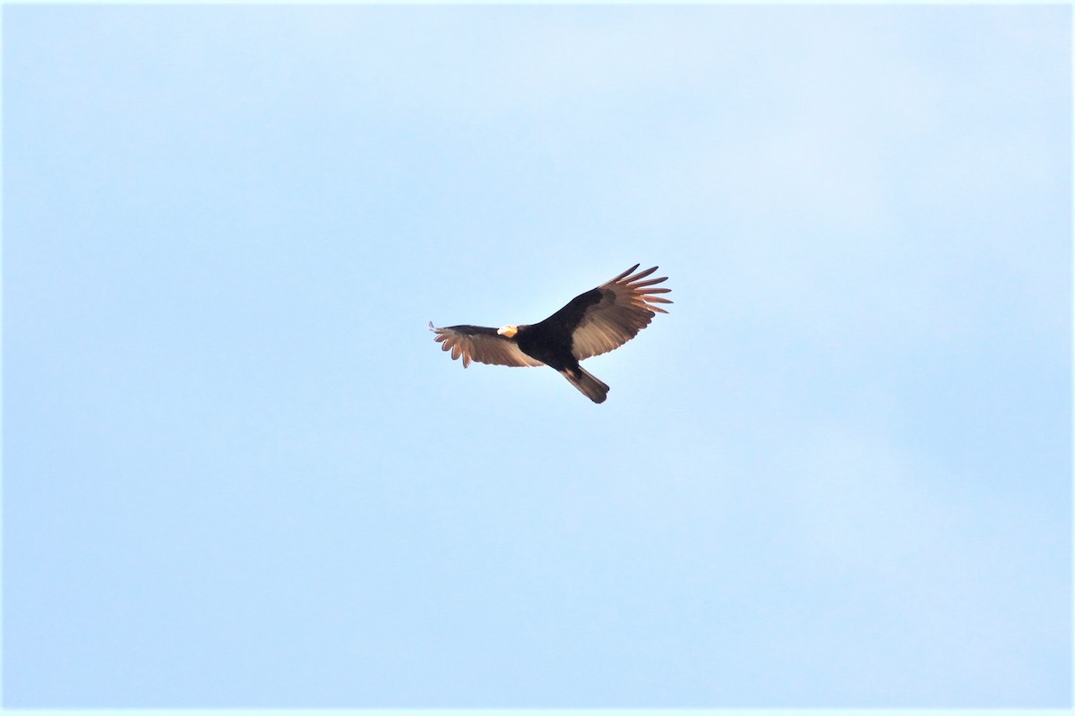 Greater Yellow-headed Vulture - ML279162251