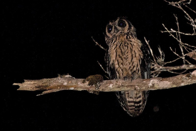 Madagascar Owl - Robert Tizard