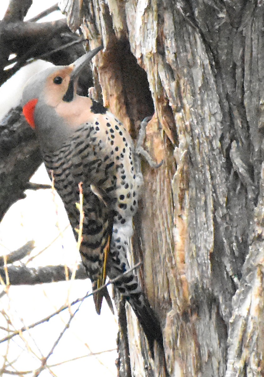Northern Flicker (Yellow-shafted) - ML27916431