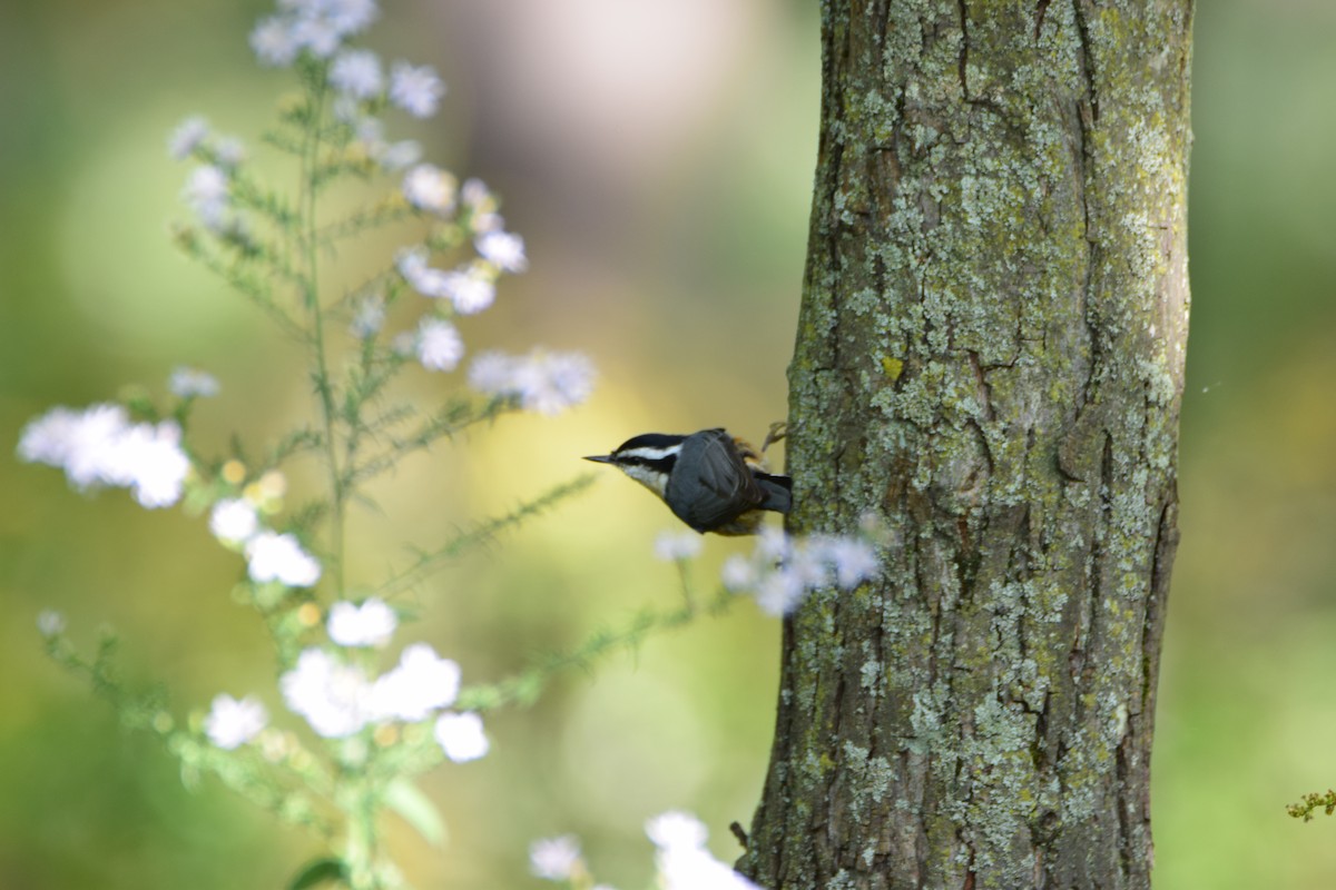 Red-breasted Nuthatch - ML279165511