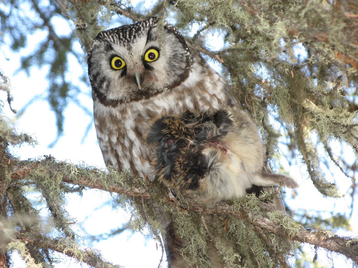 Boreal Owl - Paul Riome