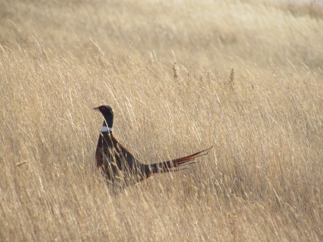 Ring-necked Pheasant - ML279168111