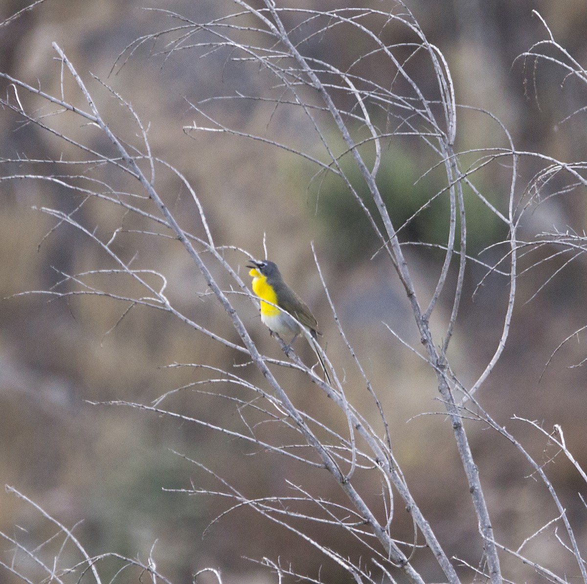 Yellow-breasted Chat - Terry  Hurst