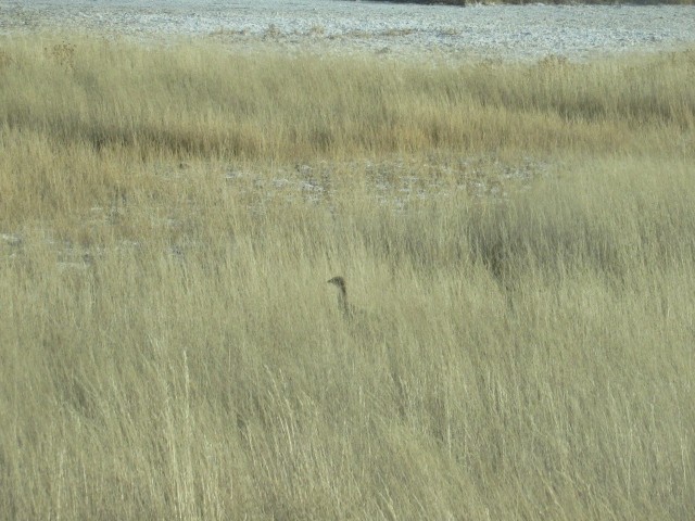 Ring-necked Pheasant - Will Merg