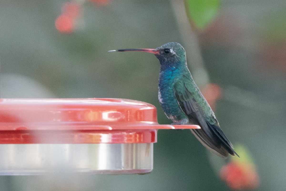 Broad-billed Hummingbird - ML279169131