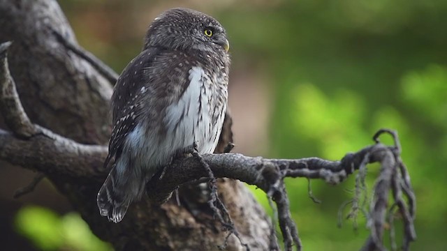 Eurasian Pygmy-Owl - ML279169731