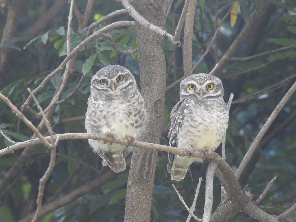 Spotted Owlet - B.R. Ansil