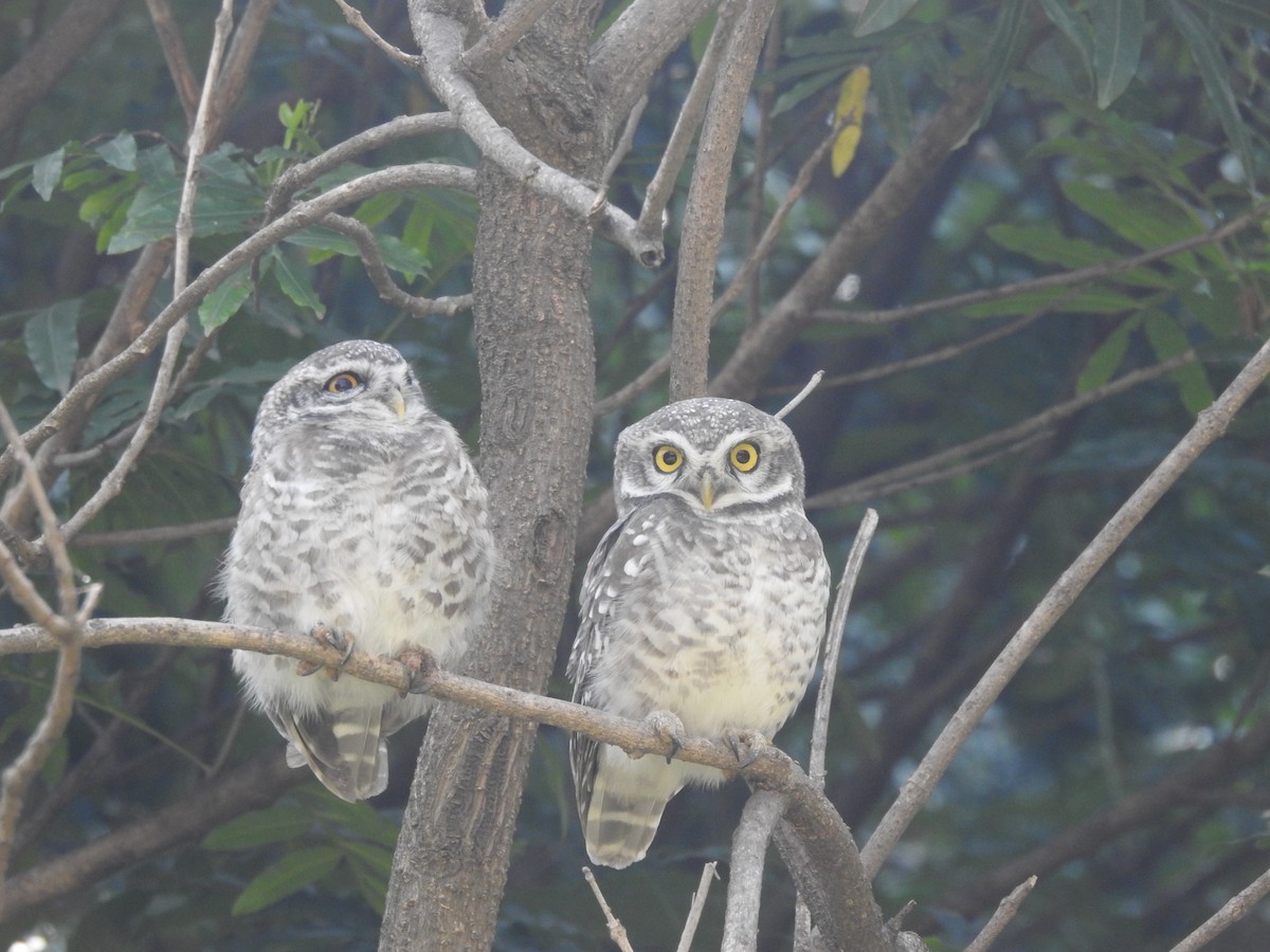 Spotted Owlet - ML279172901